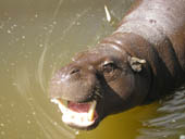 Hippo Picture 3